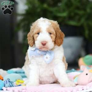 Benji, Mini Goldendoodle Puppy